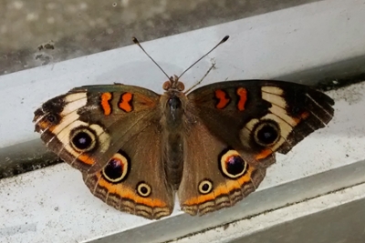 Common Buckeye butterfly